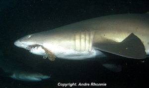 sand tiger shark by Andre Rhonnie 